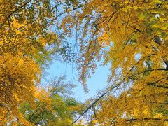 -三里屯东五街银杏大道