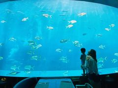 -瑞德姆美人鱼海底演艺主题餐厅(亚龙湾店)