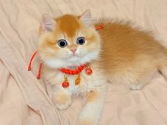 -猫十亿·布偶金渐层·曼基康矮脚猫舍(青年路店)