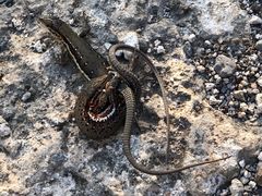 -蟠龙山长城景区