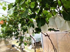 -美家乐农庄·露营·团建(大治路店)