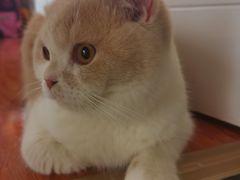-猫大福·Fortune Cat猫舍(百子湾店)