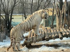 -北京野生动物园