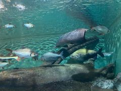 -上海海洋水族馆