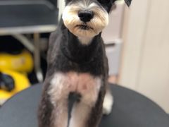 -小尾巴宠物店(万科·金域华庭店)