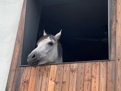 -枫露马术学院(藏书校区)