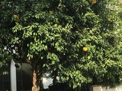 -苏州香山国际大酒店