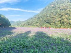 -广州市石门国家森林公园