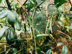 -上海昆虫博物馆