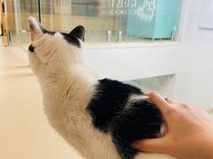 -猫在这儿猫咪咖啡馆·撸猫馆