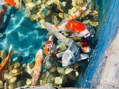 -石家庄海洋公园