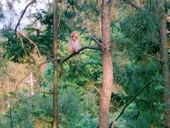 -重庆雨台山风景区
