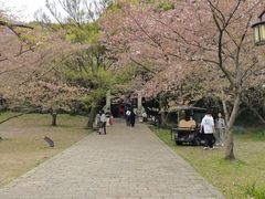 -苏州上方山国家森林公园