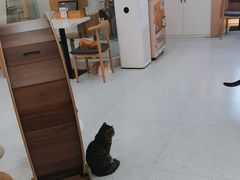 -喵园·猫主题咖啡厅·撸猫·猫咖(国贸店)
