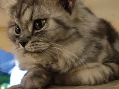 -BeauTea水仙(coco park店)