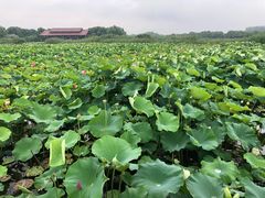 -荷塘月色湿地公园·向阳花洲