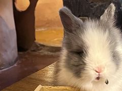 -猫猫幼稚园·撸猫·桌游·电玩