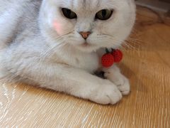 -猫咪派对(江南西店)