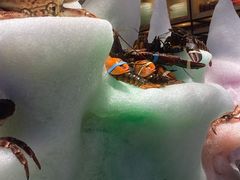 -亚马逊海鲜自助(王府井店)