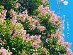 -章光101防脱养发荟