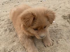-瑞派康怡24h宠物医院·犬猫医疗中心·微创绝育(瑞景分院)