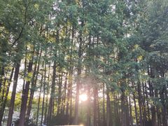 -杭州西湖风景名胜区-满觉陇四眼井