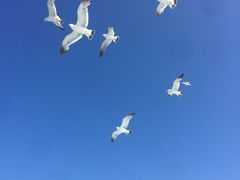 -长岛万鸟岛