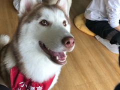 -Husky Go! 哈士奇体验馆·宠物咖啡厅狗咖