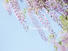 -嘉定紫藤园