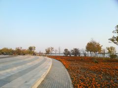 -武清南湖绿博园