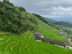 -紫鹊界梯田景区