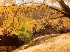 -千年银杏谷文化旅游区
