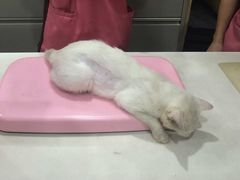 这只小白猫给这间医院害死！-严国平动物医院(德政总院)