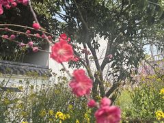 -南汇桃花村