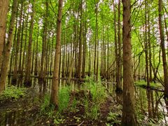 -桤木河湿地公园