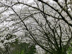 -西北湖绿化广场