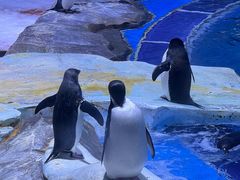 -上海海昌海洋公园