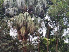 -南宁良凤江国家森林公园