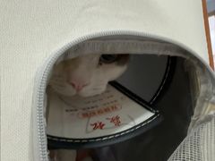 -博特宠物医院24h犬猫全科.骨科·异宠