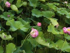 -陶辛水韵