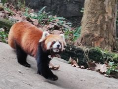-都江堰中华大熊猫苑