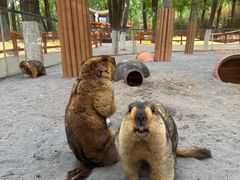 -北京野生动物园
