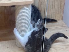 -猫猫幼稚园·撸猫·桌游·电玩