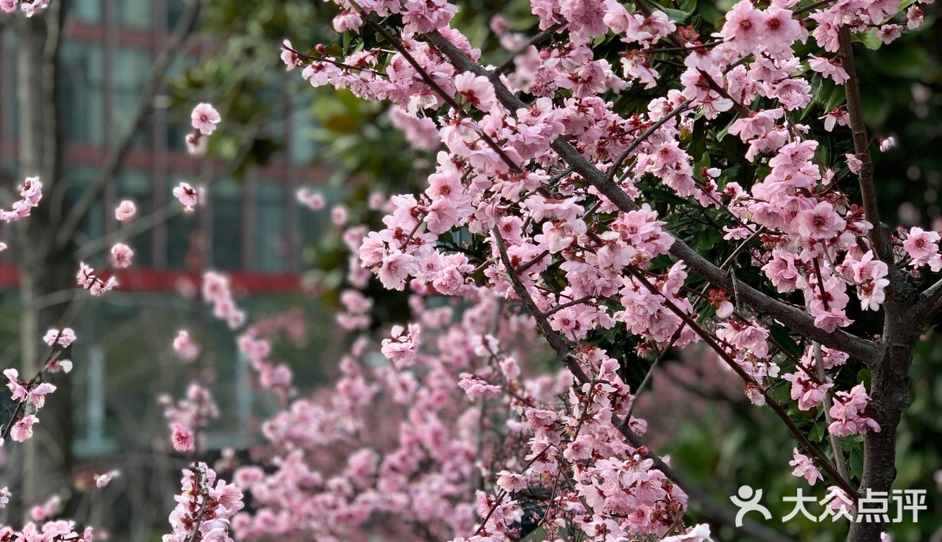 百花齐放