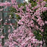 百花齐放