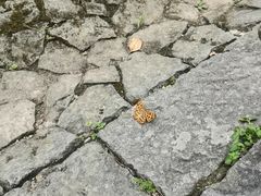 -灵栖洞天