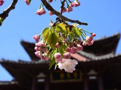 -西安青龙寺遗址景区