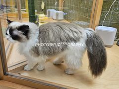 -帕帕拉兹宠物(亚洲旗舰店)