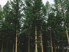 -塞罕坝国家级自然保护区