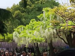 -嘉定紫藤园
